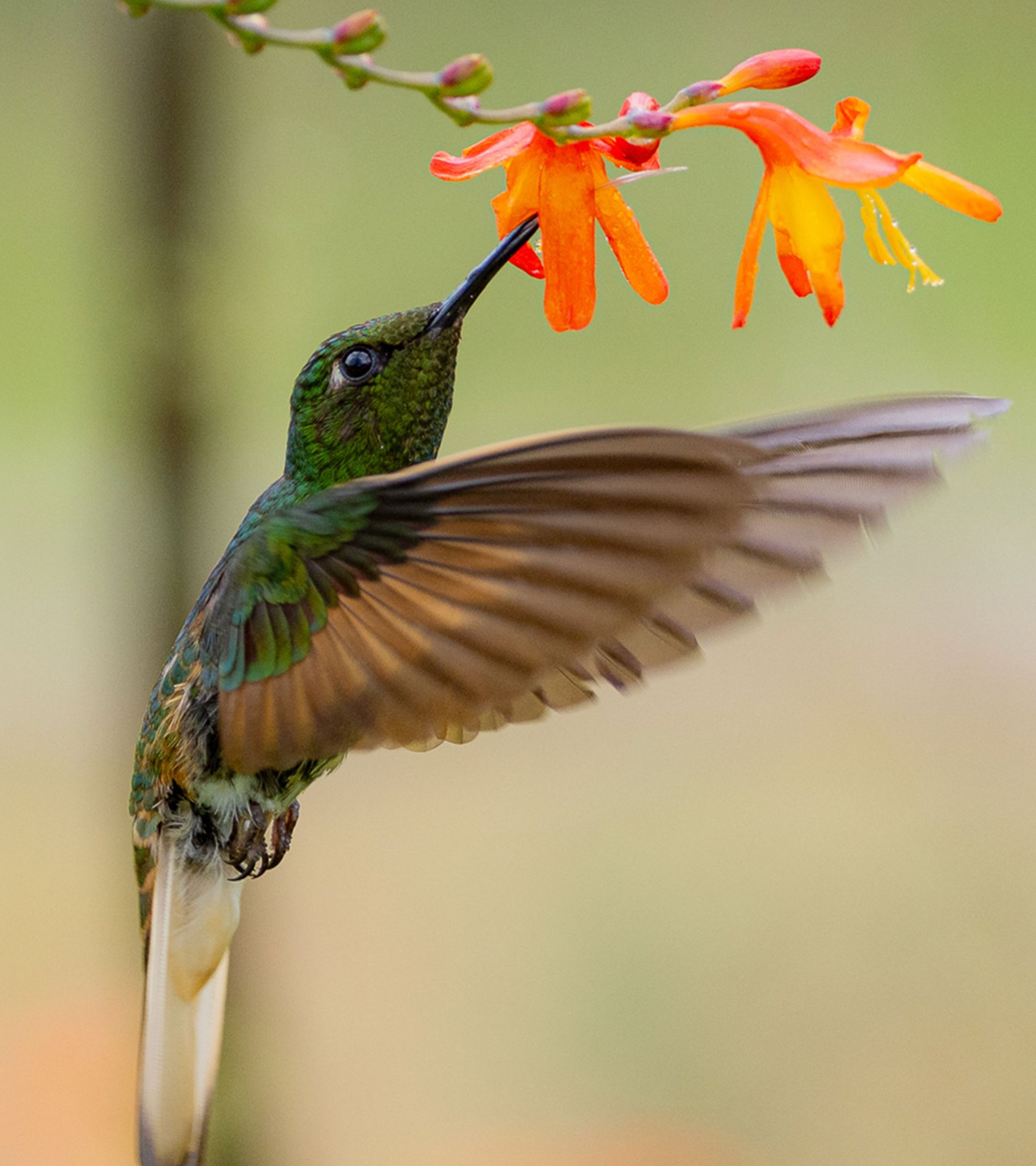 Experiencia de aves
