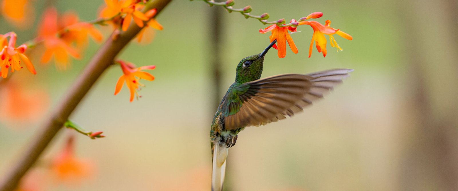 Experiencia de aves