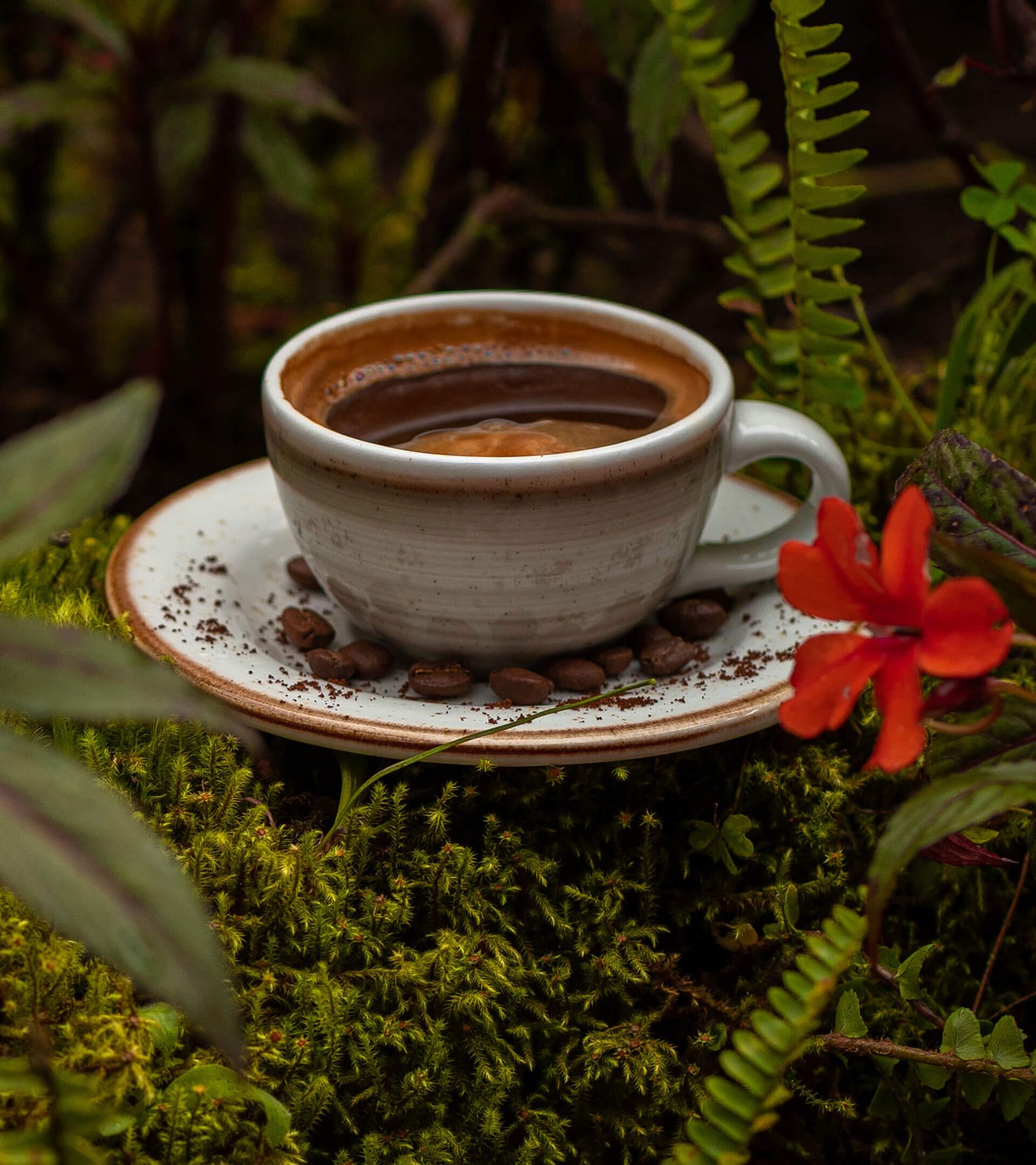 Experiencia cafetera