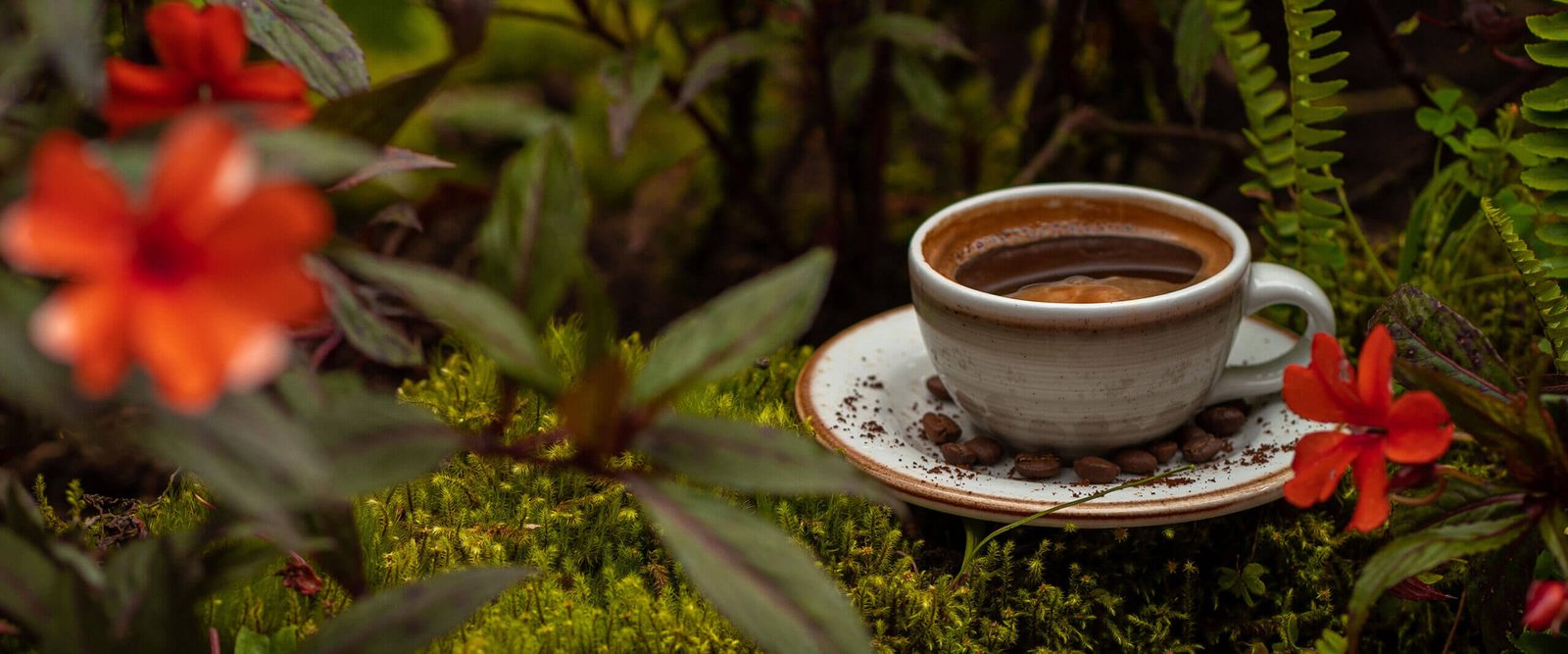 Experiencia cafetera