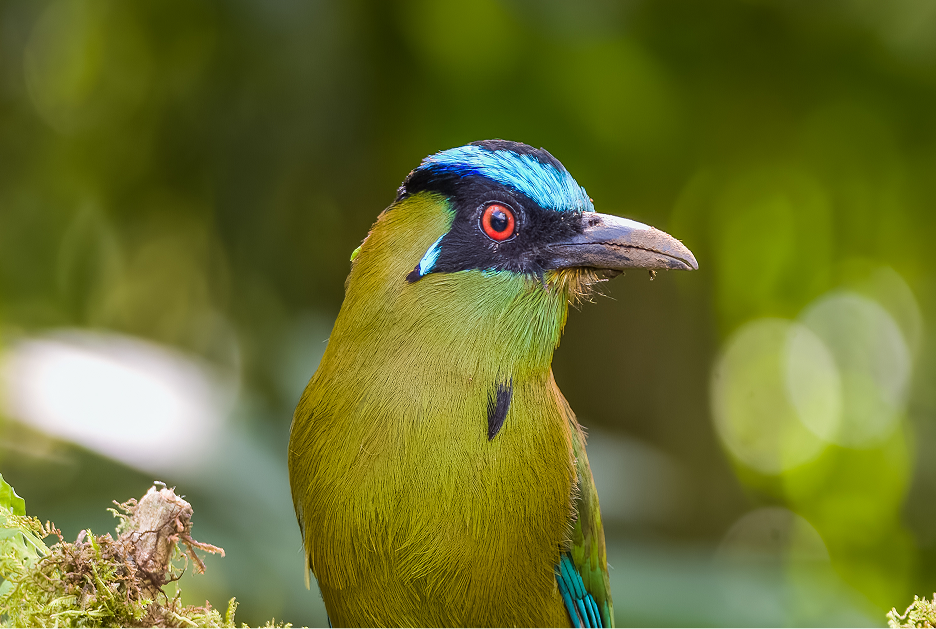 La naturaleza